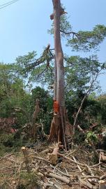 Penebangan Pohon Raksasa Masih Berlanjut